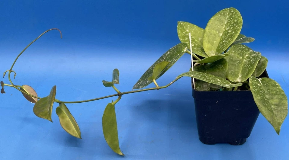Hoya Archboldiana White Fully Rooted Grown In 3.5" pot - SO HEALTHY! - Image 4 of 4