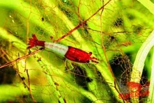 10 + 2 Neocaridina Aquarium Shrimp - 100% Live Guarantee - Pick Your Color