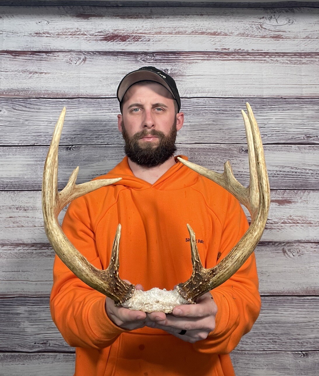 Dark Perfect 10pt Whitetail Skull Cap Antler Horn Deer Mount Taxidermy