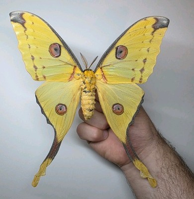 Huge Argema Mittrie. Female Comet Moth. A1 Set Specimen. Wings Spread. Real Moth