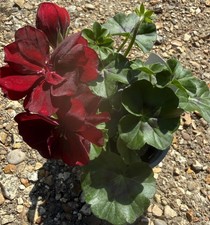 Ivy Leaf trailing Geranium Moonflair Burgundy 10 cm plants in bud