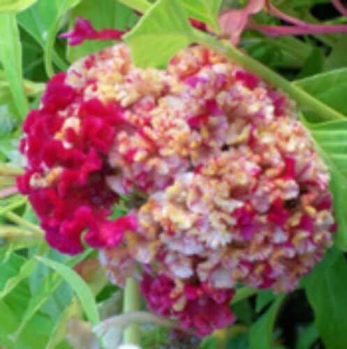 ENORME Peine Brain Celosia CRAZY COLORES MIXTOS 100 Semillas. S/H ANTIGUA PLANTA AMISH - Imagen 12 de 12