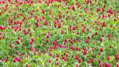 Crimson Clover Seed - Whitetail Deer/Turkey/Wildlife Food Plots - Annual - 5 lbs