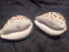 Carved Tiger Cowrie Sea Shells ~ Fish And Flamingo Lot of 2 — photo 4