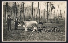 Zwei Rinder ziehen einen Leiterwagen, Ansichtskarte 