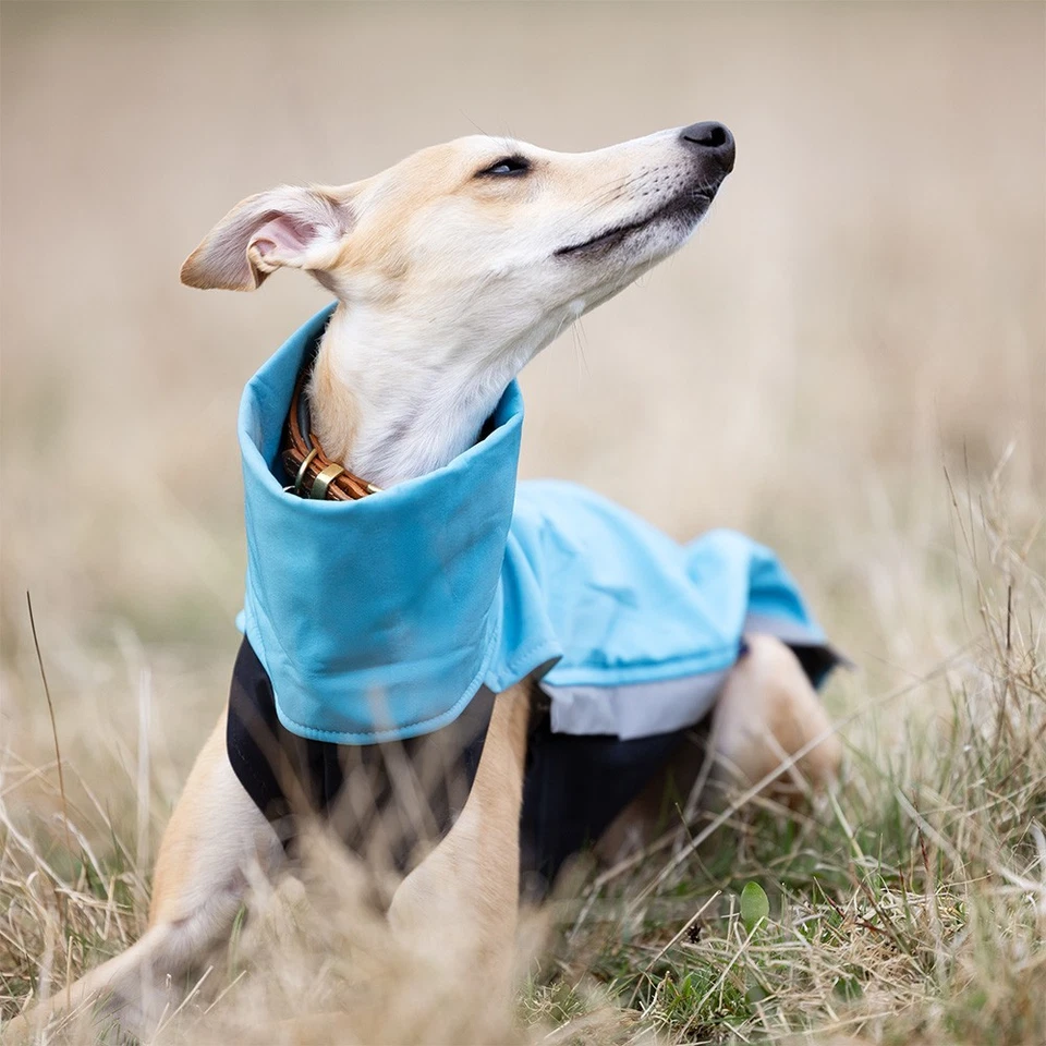 Sofshelljacke - Windhund Border Collie Shäfer Kelpie Whippet Jumper Pullover - Bild 2 von 4