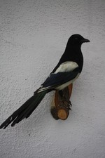 Tierpräparat Elster, Jagd, Trophäe, Deko, Vintage