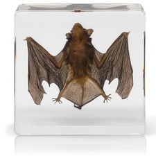 Real Bat In Resin Block Oddities Halloween Weird Creepy Strange Mystical Science