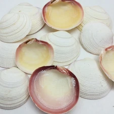 10 PC Tiger Clam Sea Shells, 2-1/4 Inch ~ 3 Inch