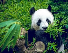 SAMEN der Zimmerbambus Bambusa Bambus eignet sich für Ruhrräume Mediationsraum