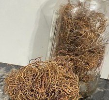 HONDURAS Raw Sea Moss Chondrus Crispus recommended and approved by Dr. Sebi4oz