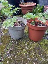 Angelica archangelica in 13cm pot Herb plant aromatic leaves