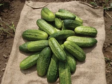 20 National Pickling Cucumber Seeds, Heat tolerant, High Yields OHIO, USA 2025
