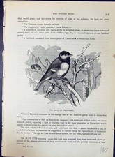 Old Antique Print Great Tit Parus Major Brehm Jones C1860 Cassell'S Birds 19th