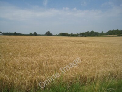 Photo 6x4 Almost harvest time Pardown Many of the surrounding fields have c2011