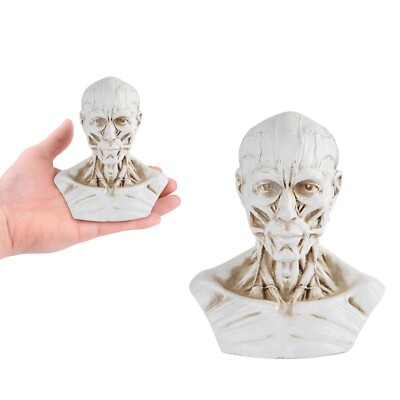 Resin Human Bust Sculpture Statue Sketch Draw Plaster Cast Artist Model White CE