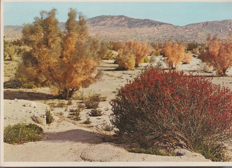 Postcard Arizona California Desert Chuparosa Hummingbird Bush and Smoke Trees