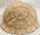 Real 5.25” Turtle Shell Taxidermy Oddity Curiosity Craft Specimen — photo 3