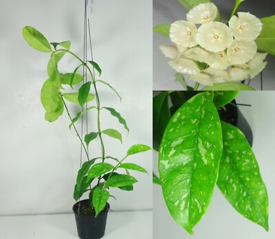 Hoya Cystiantha 'Splash', 16 Inches Healthy Plant, RARE, Houseplant