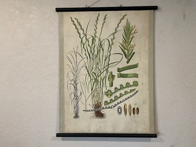 Vintage botanische Wandkarte von MEHRJÄHRIGEM ROGGENGRAS 1947 Karte Wildblumen Schoo