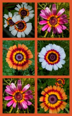 Over 100 Painted Daisy Seeds - Giant Colorful Blooms! Attract Butterflies & Bees - Easy To Grow