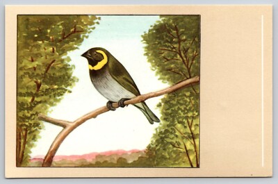 Cuban Finch Bird P. Sluis Series 2 No 22 Vtg 1959 Postcard A13
