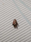 Star Wars 1984 Vintage Wicket W. Warrick Ewok Action Figure Kenner Original