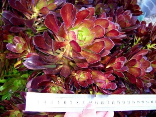 Tropical Plants & Seedlings