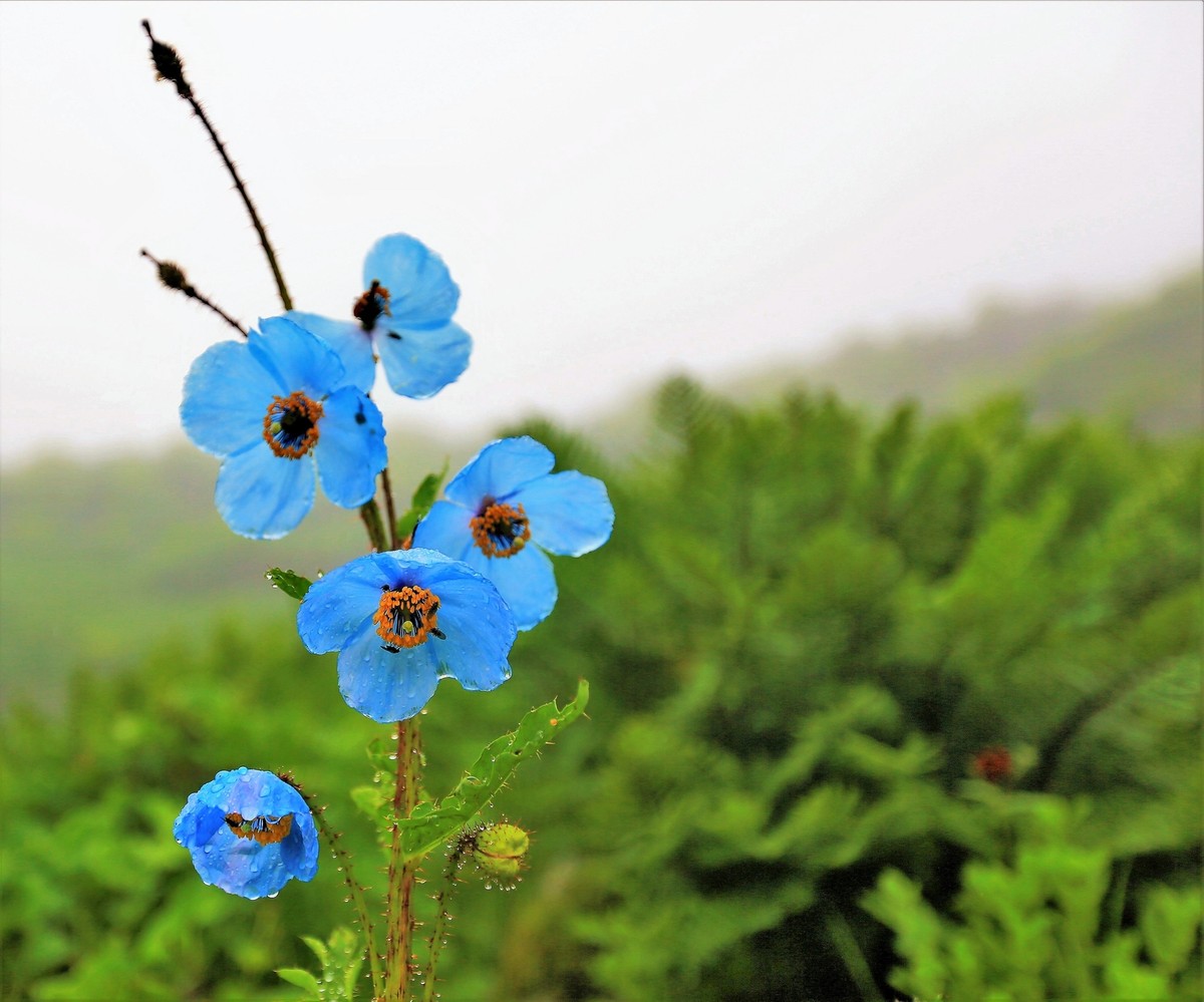 10 Violet Himalayan Poppy (Meconopsis Betonicifolia) Seeds - Rare Blue/Purple Flower Seeds