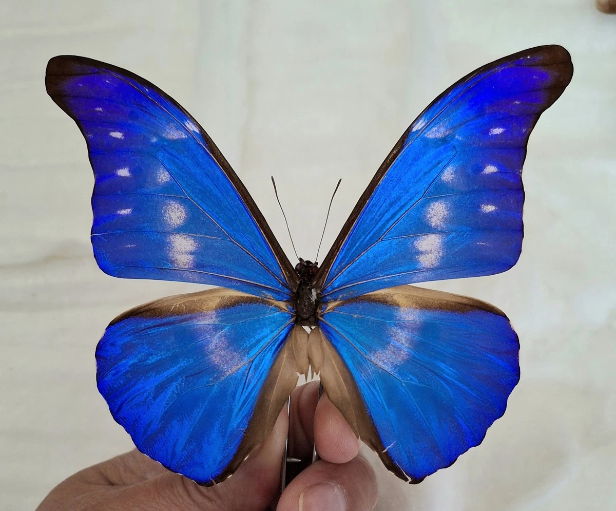 Morpho Rhetenor for sale | eBay
