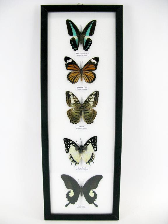 CADRE PAPILLONS TAXIDERMIE Entomologie Déco Cabinet De Curiosités EUR