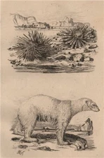 BEARS. Ours Blanc (Polar Bear). Oursin (Sea Urchin) 1834 old antique print