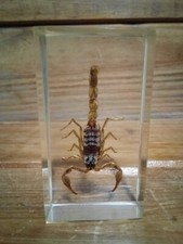 (21-9) "AH-THEN-TIK" SCORPION IN "JEN-YOU-WHINE" ACRYLIC BLOCK