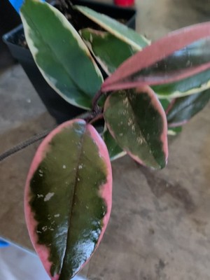 Hoya Collection 1 Macrophilla 1 Krimson Queen 1 Shining Sea Star  (3)  Pots
