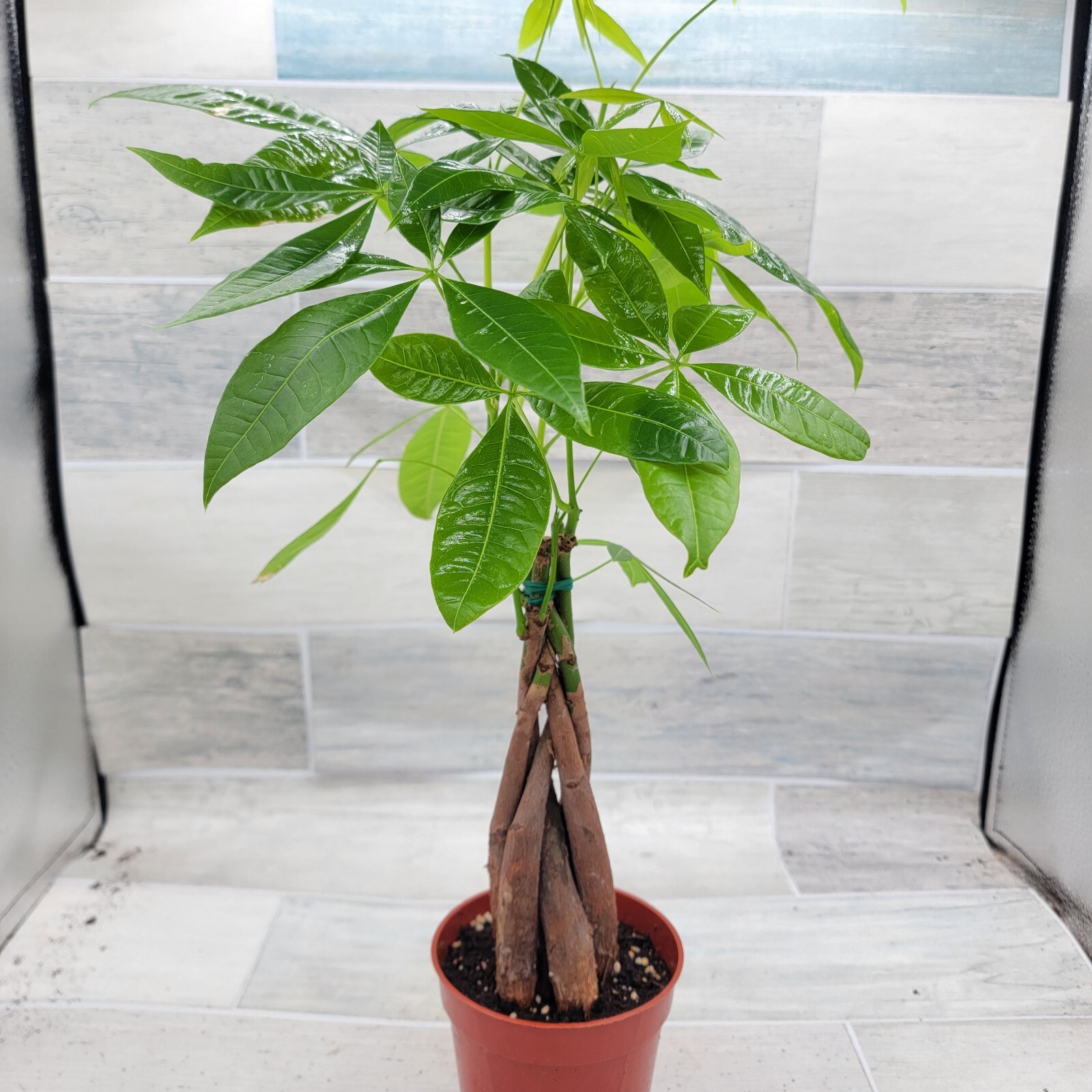 Money Tree,Pachira aquatica Live Rare House Plants-in 4" pot Indoor Decor Green