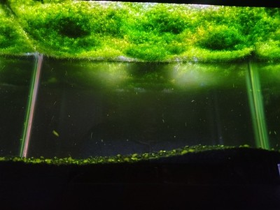 Scud Culture Duckweed Infused. Multiple breeding pair. Clean colony. Countless. 