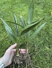 2 Stk. Hanfpalme Garten - Jungpflanze winterh...