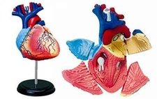 Aoshima Skynet 3D Puzzle 4D VISION Human Anatomy Cardiac anatomy model JP 9283