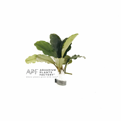 Bucephalandra Balloon | Buce Aquarium Plants Factory® | eBay