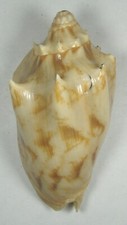 VOLUTA VESPERTILIO 74.19mm BEAUTIFUL SPINEY SPECIMEN Liguid Is Davao Philippines