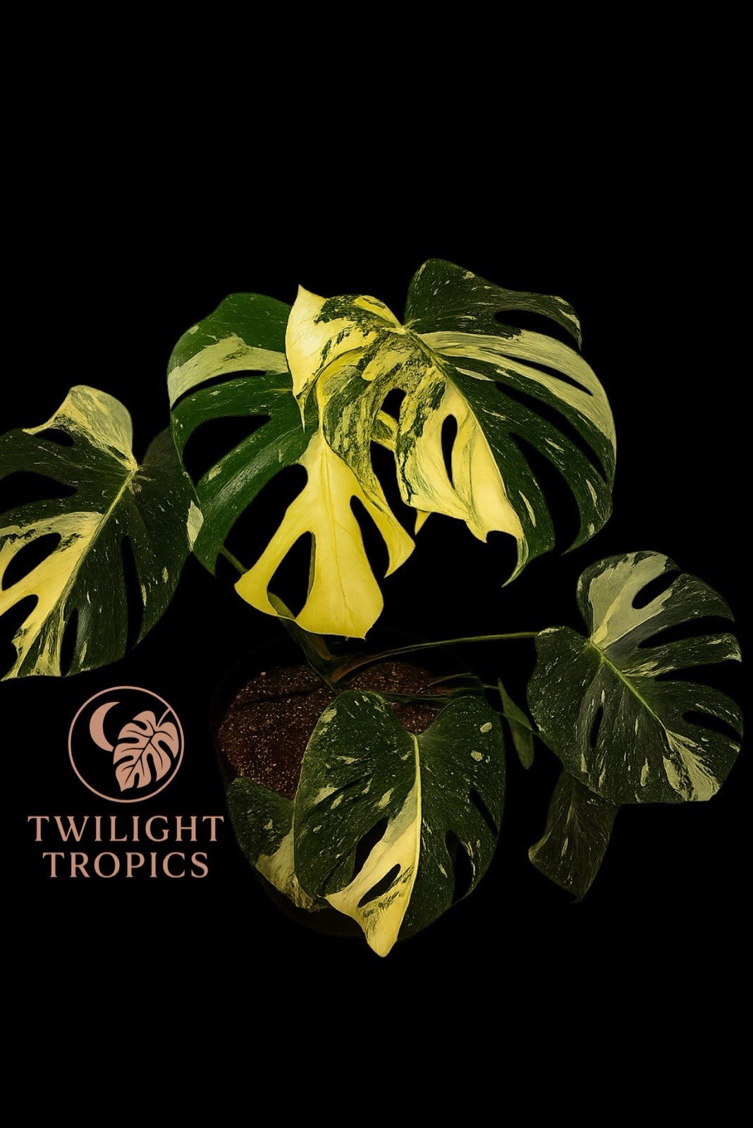 Rare Thai Constellation Monstera – Variegated Plant with Cream & Green Leaves |