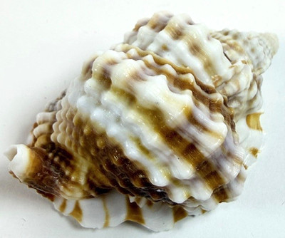 Frog Shell Distorsio Anus 56.5mm Large Triton Style Collector