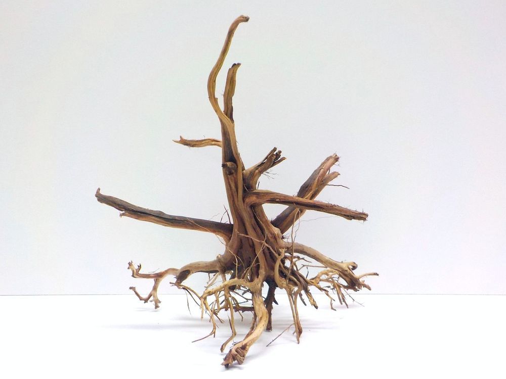 Xl Siennawurzel Misura 43x31x44 N 7532 7532 7532 Acquario Radice