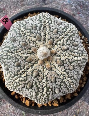 RareSucculent Plant Astrophytum asterias 'Mirakuru Star'OwnRoot WYSIWYG Boutique