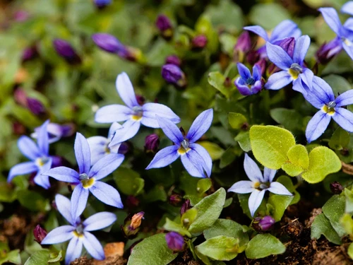 Live BLUE STAR CREEPER Plant / Isotoma Fluviatilis - [Pint Pot] - Groundcover