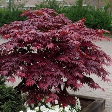 Acer palmatum ‘Atropurpureum’ – Japanese Maple – 3L Pot – Red Hardy Foliage Tree