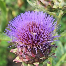 Cardoon Seeds | (Artichoke Thistle) | Heirloom / Non-GMO | Free Shipping | 1292