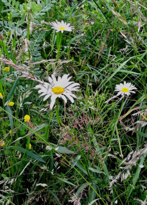 Daisies Greenfield PREMIUM POSTER FILM PRINT HIGH QUALITY Thick paper