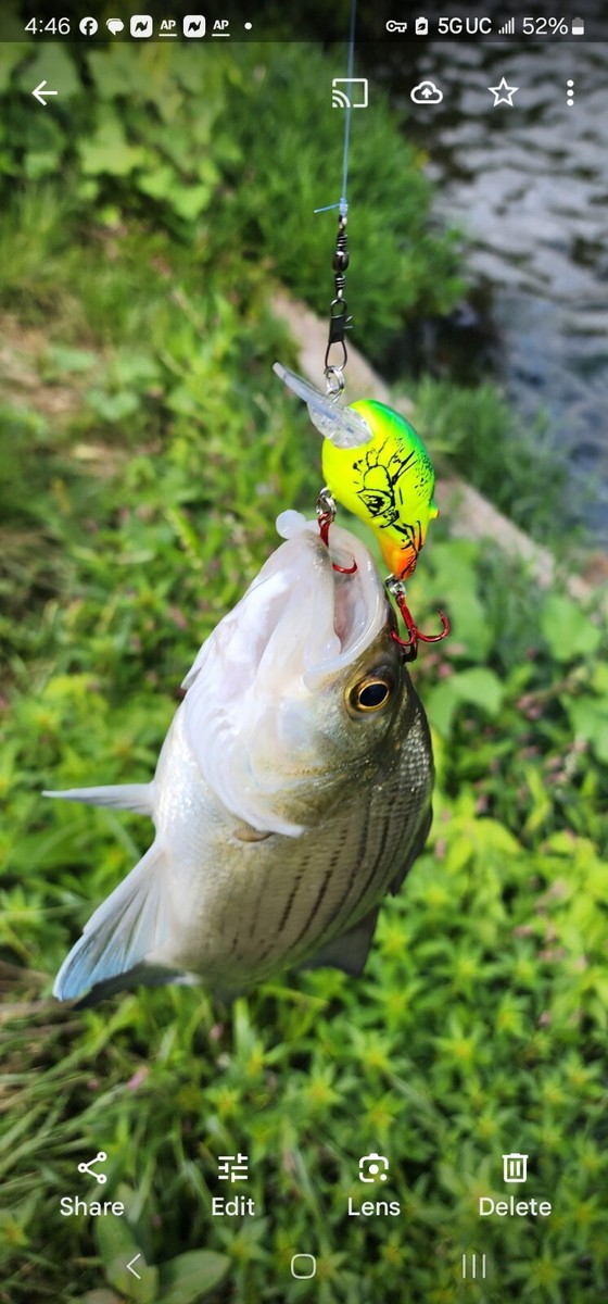 3.94 Inch Fishing Lure Strike Maxx Whopper Plopper 100 Topwater Fishing Lure – 1/2 Oz, 3.94", Prop Bait For Bass Fishing Lures Popper - Foto 8