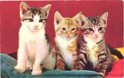 Three Adorable Kittens Sitting on Pillows Cats Vintage 1963 Postcard